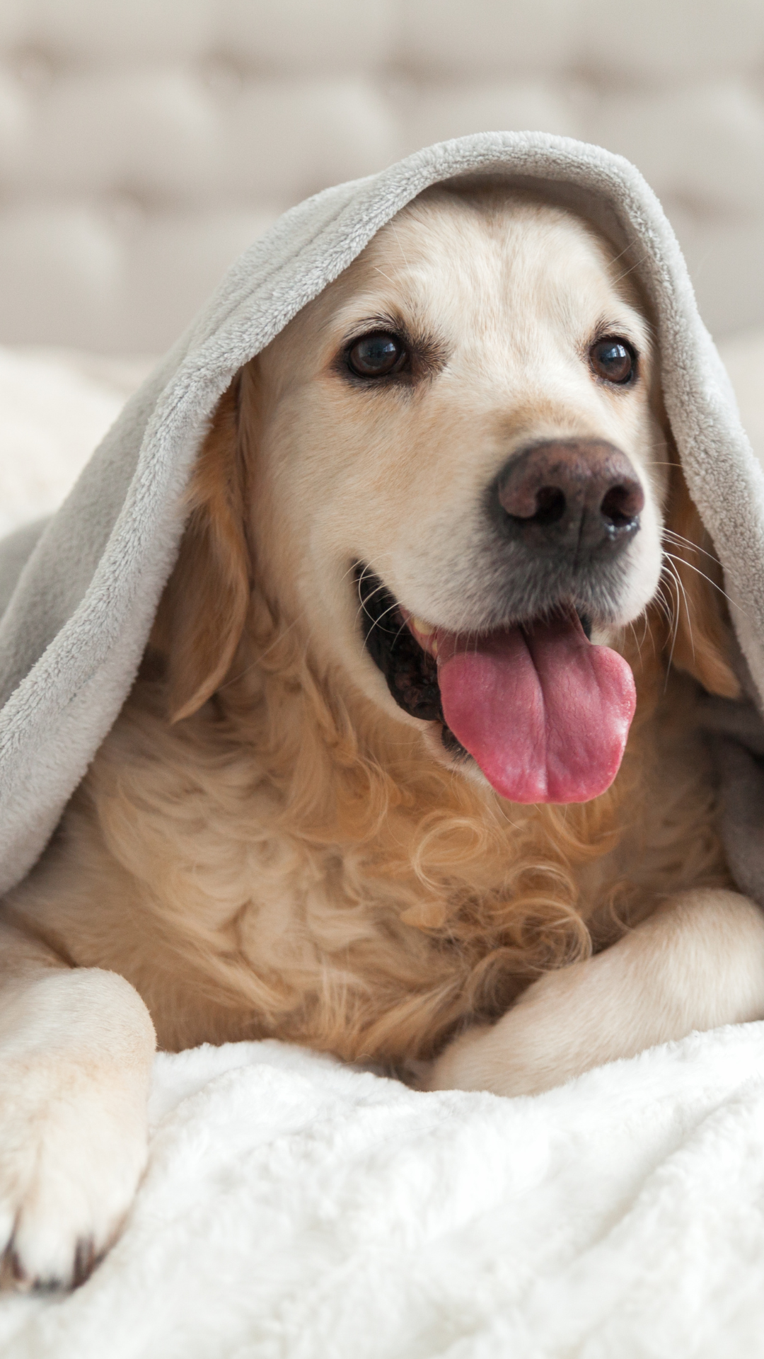 Stock photo of dog with blanket